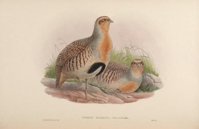 Perdix barbata = Perdix dauurica door John Gould